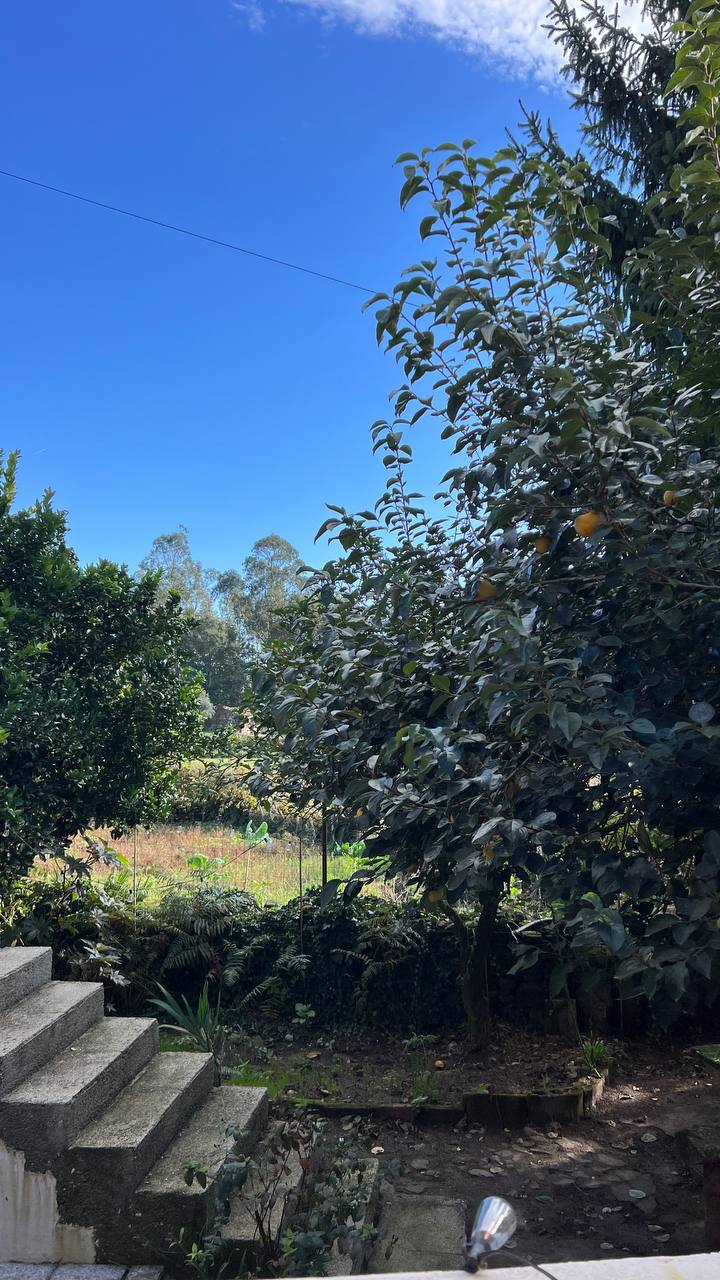 Я продала дом в Сибири и купила дом в Португалии за 5 млн ₽. Мёрзну, но не жалею - 15 Я продала дом в Сибири и купила дом в Португалии за 5 млн ₽. Мёрзну, но не жалею - 15