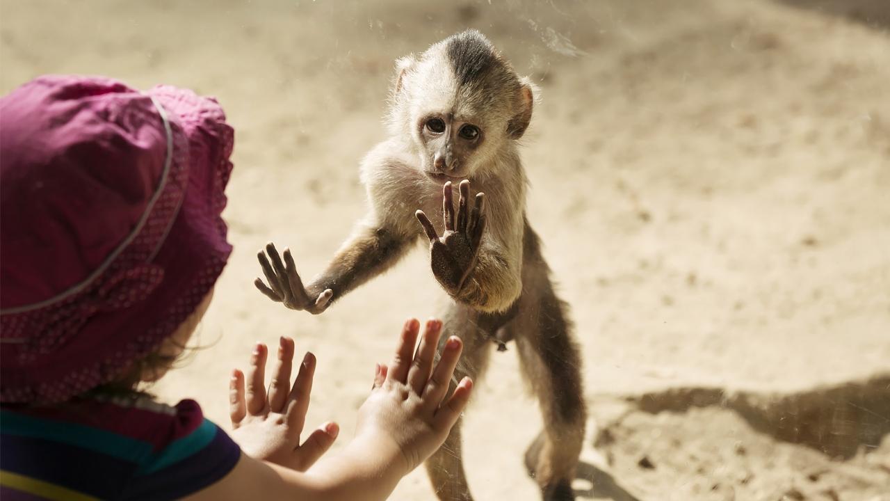 Возникновение эмоций, мышления и сознания из когнитивного диссонанса - 1