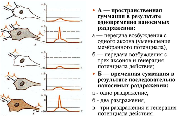  Рисунок 17. Пространственная и временная суммация