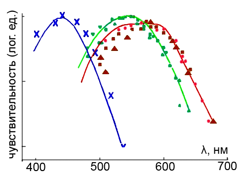 Рис. 2 — Области спектральной чувствительности трех типов колбочек (Moses, R. A. and Hart, W. M.  Ed) Adler’s Physiology of the Eye, Clinical Application. St. Louis: The C. V. Mosby Company, 1987).
