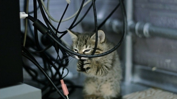 Дикие серверные коты умны и очень любопытны