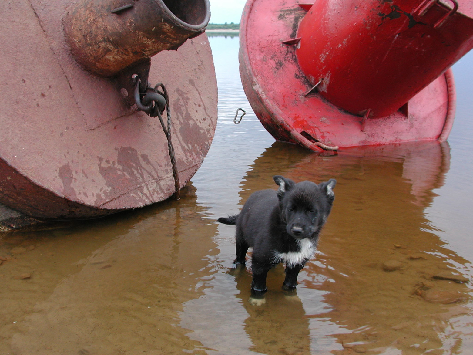 Nikon E990 — цифровой динозавр 2000 года - 20