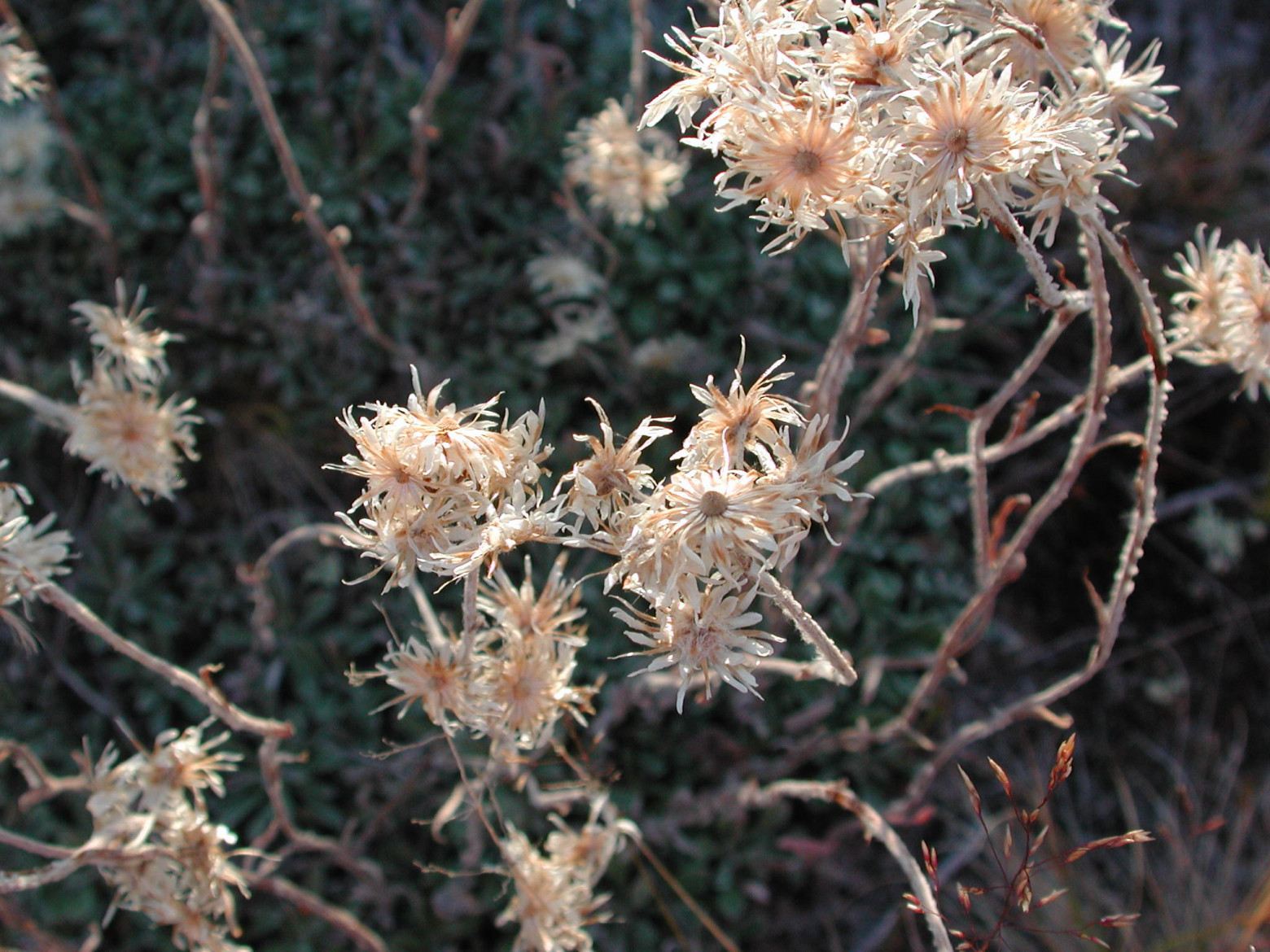 Nikon E990 — цифровой динозавр 2000 года - 22