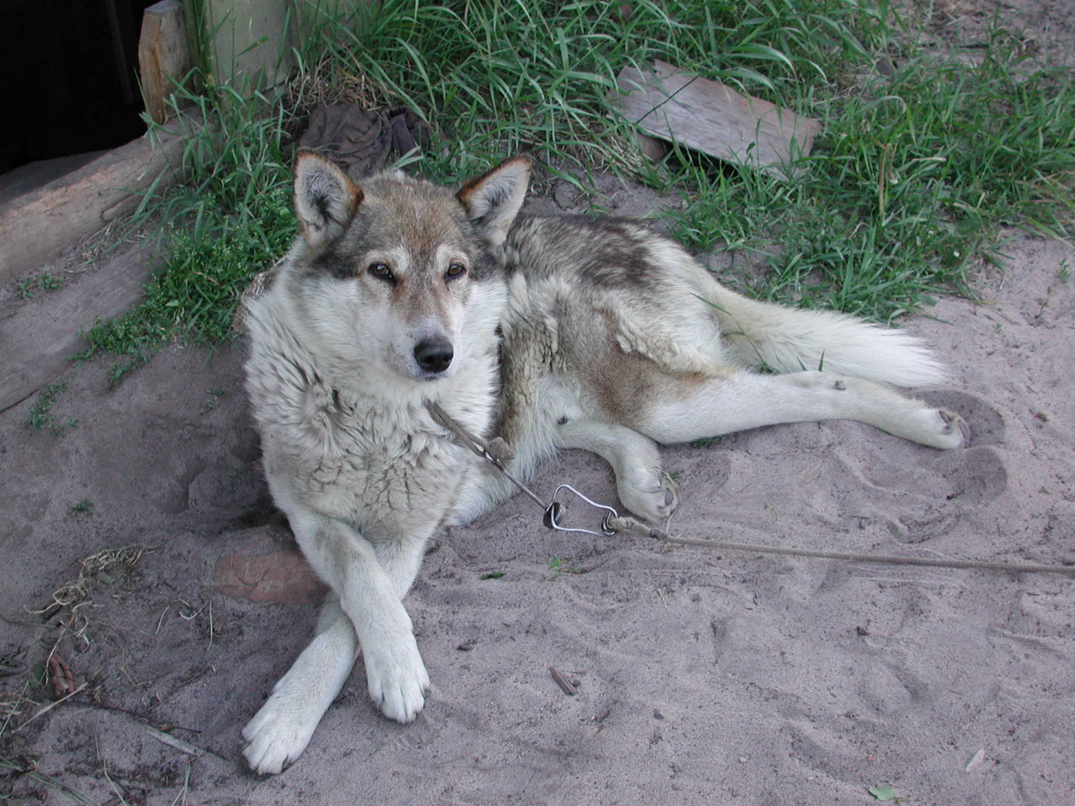 Nikon E990 — цифровой динозавр 2000 года - 5