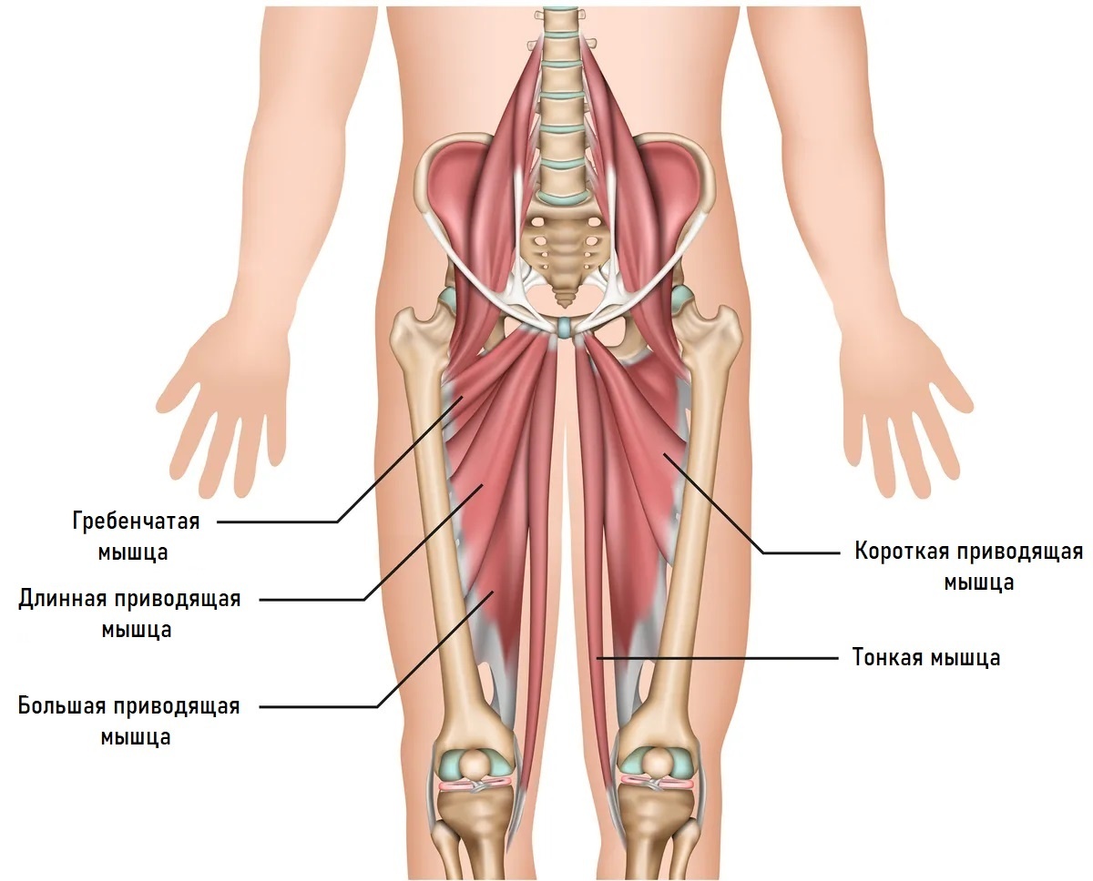 Боль в области паха, ощущаемая в мышцах бедра, может быть вызвана проблемами тазобедренного сустава.