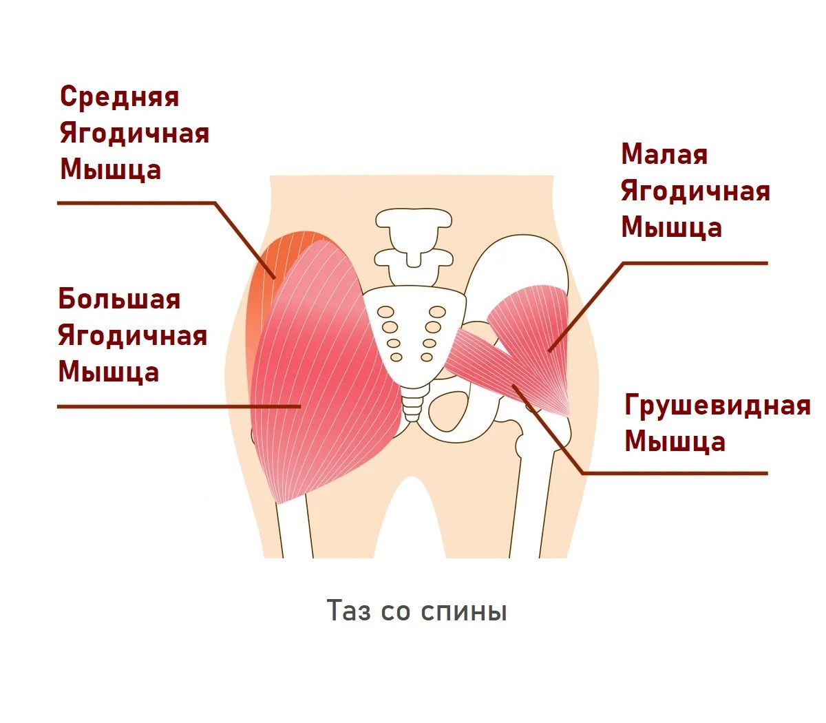 Хотя грушевидная мышца — небольшая, она требует, чтобы ее учитывали.