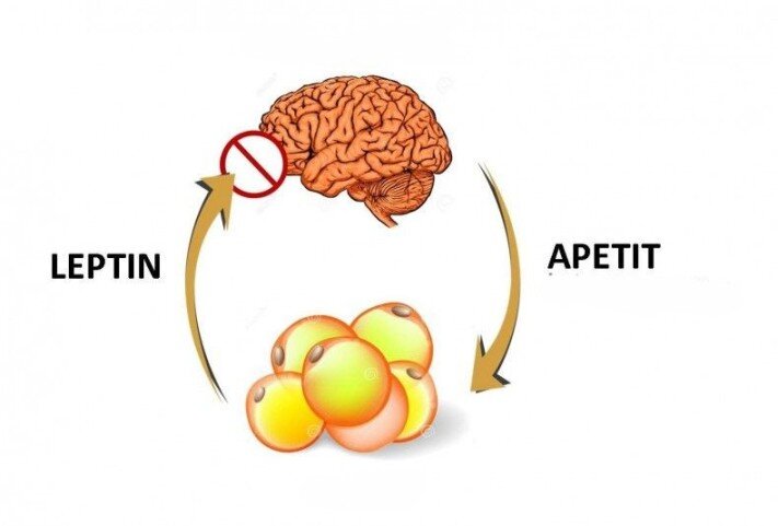 Ожирение: сказ о том, как жир твой иммунитет шатал, а ещё мозг и детей - 2
