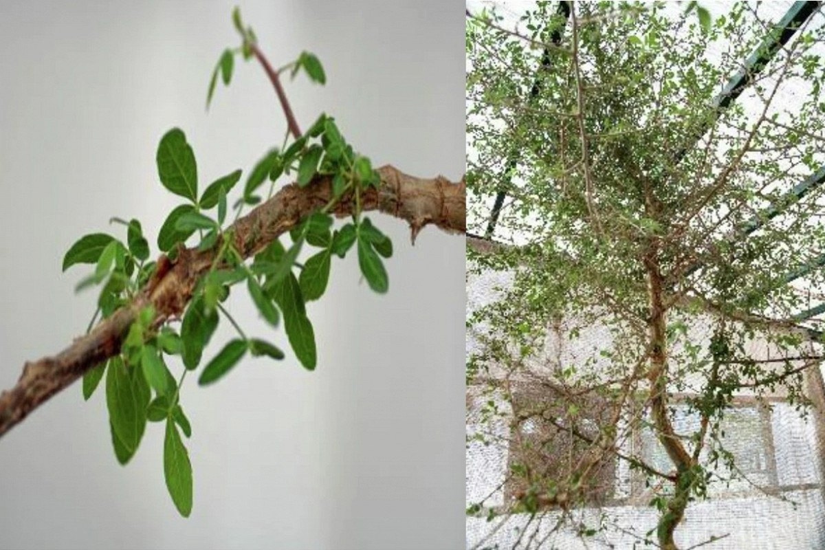 Коммифора, клонирование растений и поиск глубинного смысла - 2 Коммифора, клонирование растений и поиск глубинного смысла - 2