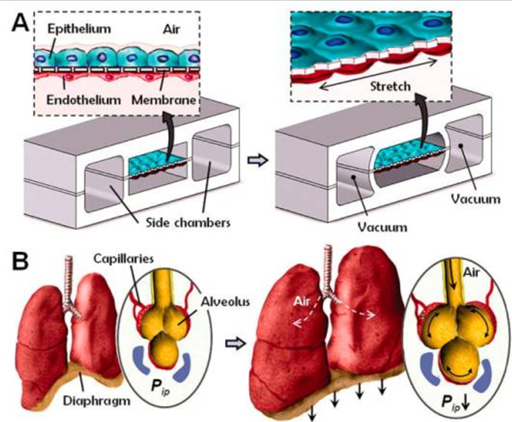Рисунок 3. Легкое-на-чипе [8]