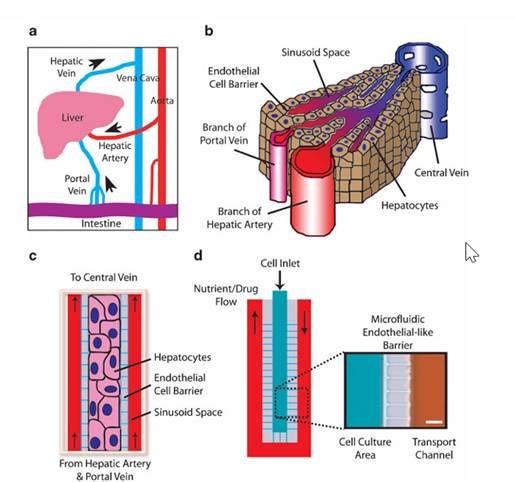 Рисунок 4. Печень-на-чипе [9]