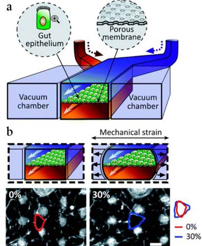 Рисунок 5. Кишечник-на-чипе [10]