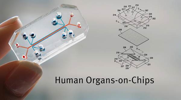 Рисунок 1. «Орган-на-чипе» [2]