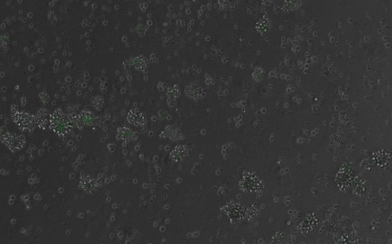 Искусственный интеллект взломал код жизни: созданная им ДНК впервые управляет генами в клетках млекопитающих