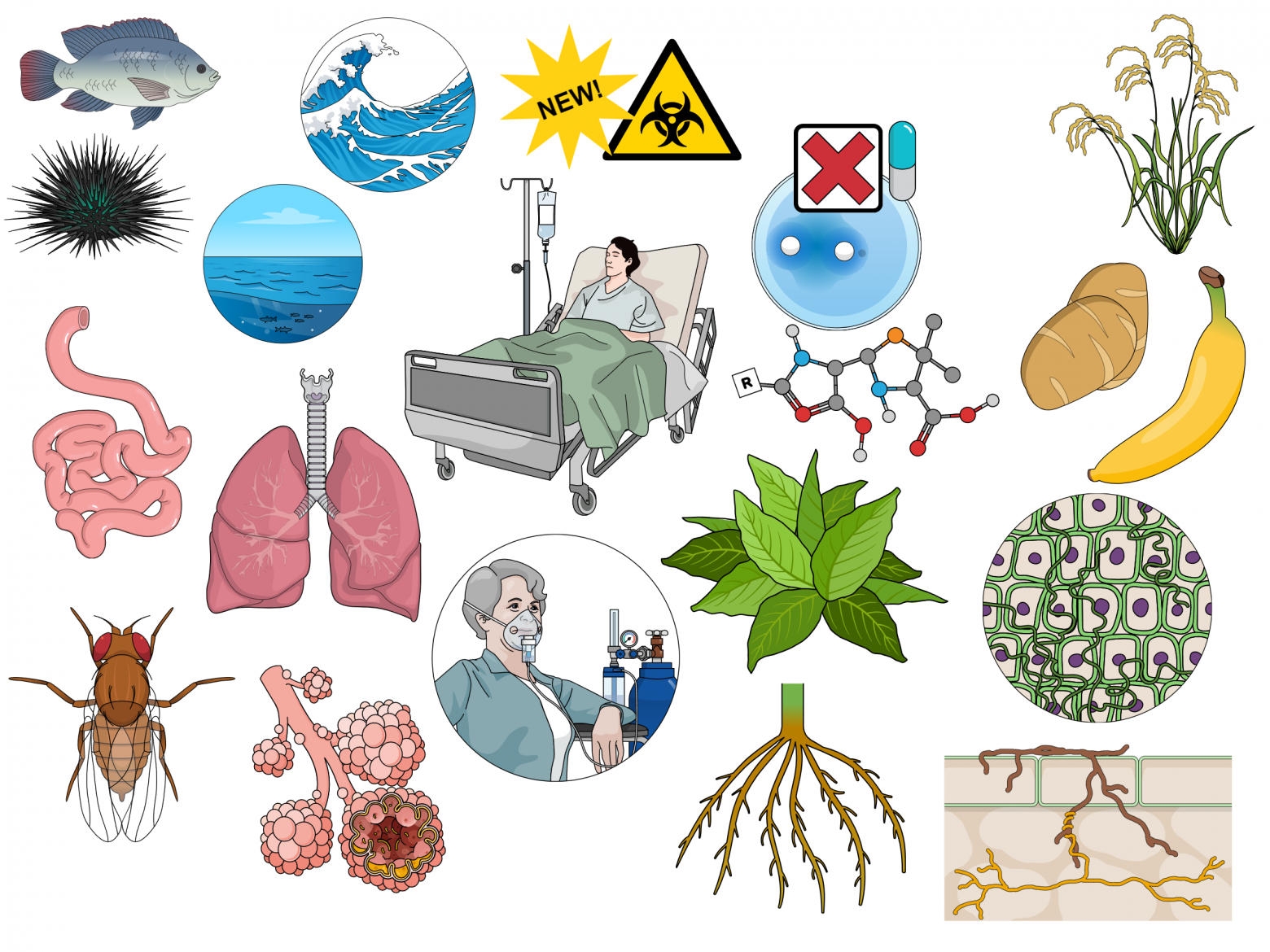 Рис. 11. Общий "портрет" изученных бактерий. Создано вручную в сервисе Mind The Graph на основе сети терминов. Впервые использовано в постере конференции, CC BY 4.0