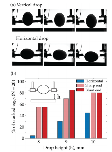 (a) Последовательность экспериментальных кадров, показывающих падение яиц в вертикальной (сверху) и горизонтальной (снизу) ориентациях. (b) Процент разбитых яиц при падении с трёх различных высот и в трёх ориентациях: горизонтальной (синий), вертикальной на острый конец (светло-красный) и вертикальной на тупой конец (тёмно-красный). На графике видно, что яйца, упавшие горизонтально, разбиваются существенно реже. (a) Последовательность экспериментальных кадров, показывающих падение яиц в вертикальной (сверху) и горизонтальной (снизу) ориентациях. (b) Процент разбитых яиц при падении с трёх различных высот и в трёх ориентациях: горизонтальной (синий), вертикальной на острый конец (светло-красный) и вертикальной на тупой конец (тёмно-красный). На графике видно, что яйца, упавшие горизонтально, разбиваются существенно реже.