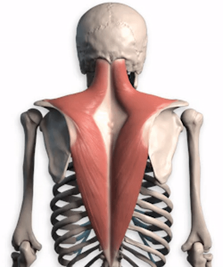 Если нижние пучки трапециевидной не работают (также широчайшая мышца тут играет важную роль), то верхние пучки и их синергисты, например, ременные мышцы, будут в состоянии хронического мышечно-тонического синдрома (гипертонусе). Отсюда вывод: если у вас болит голова из-за напряжения в шее нужно делать "тягу сверху" и нормализовать уровень белка в рационе (иначе даже при регулярном выполнении упражнения мышцы не выключат режим экономии и не будут развиваться)