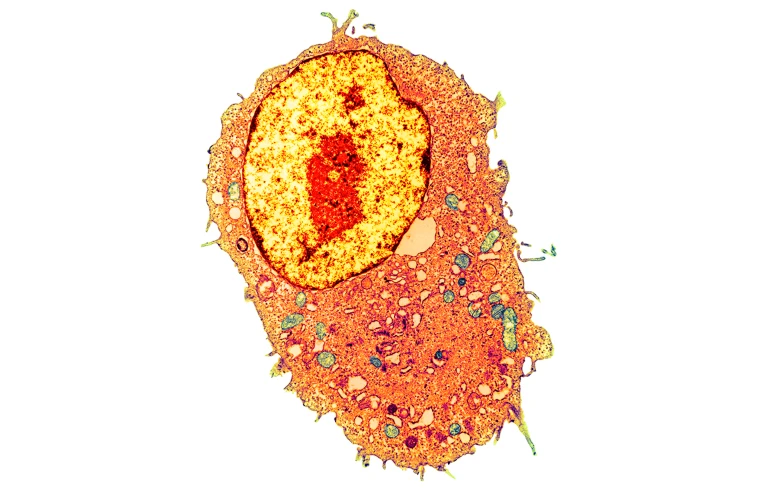  Поговорите с клетками: Модели искусственного интеллекта позволяют учёным «разговаривать» с клетками, используя обычный язык.