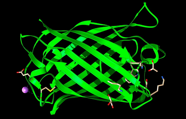 Исследователи использовали модели искусственного интеллекта для создания работающих зелёных флуоресцентных белков (GFP) с помощью текстовых инструкций