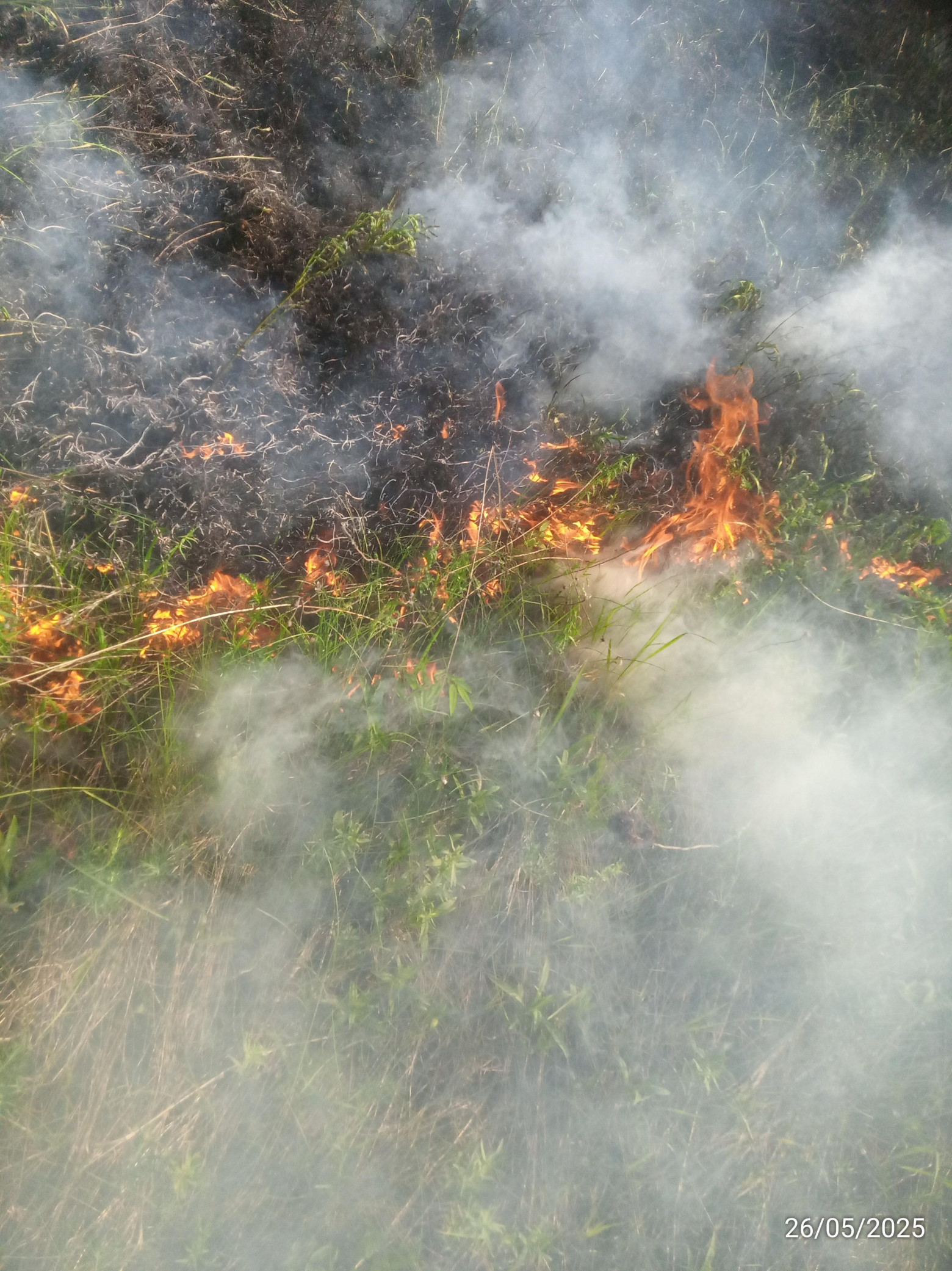 Как я в одиночку в кроссовках и шортах смог остановить распространение огня в заповеднике - 4