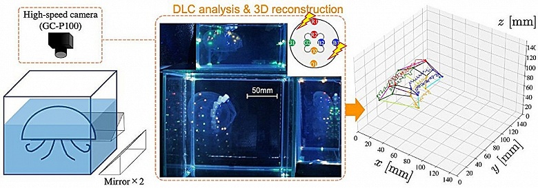 Медузы вместо дронов: учёные синхронизировали стимуляцию с естественным ритмом медуз, создав систему для мониторинга микропластика и климата