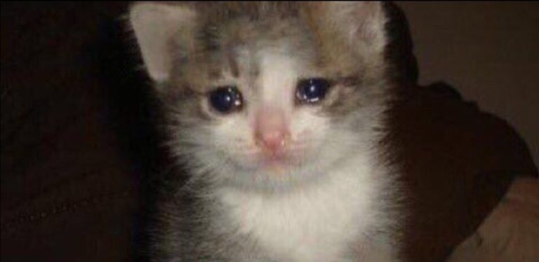 Печальный котик