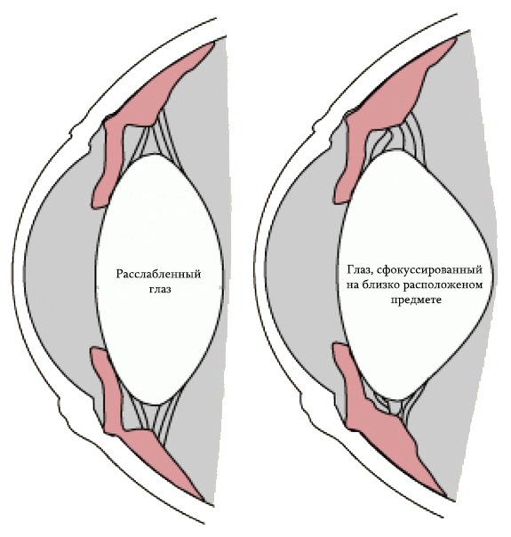 Гайд по зрению: здоровье глаз в цифровую эпоху - 6