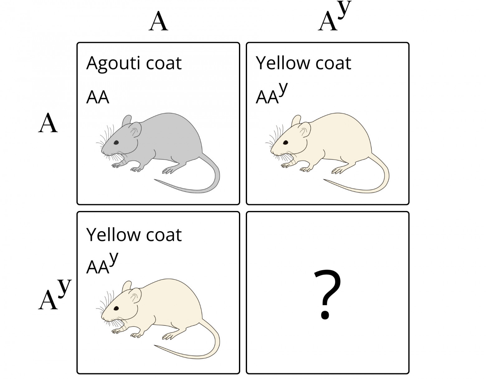 Как в лабораториях появились мыши - 1 Простой анализ решётки Пеннетта показывает, что Куэно должен был ожидать 3 жёлтых мышей на каждую чёрную в своих скрещиваниях. Однако гомозиготной мыши нигде не было.