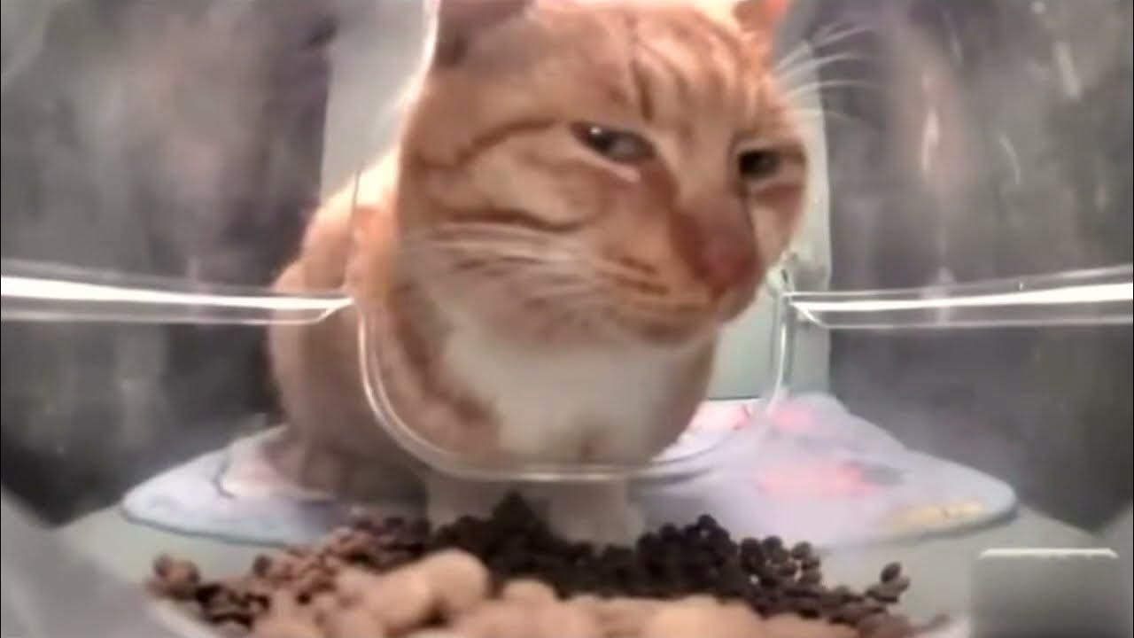 Что такое CDN и как она работает: объяснение на примере доставки котиков - 5