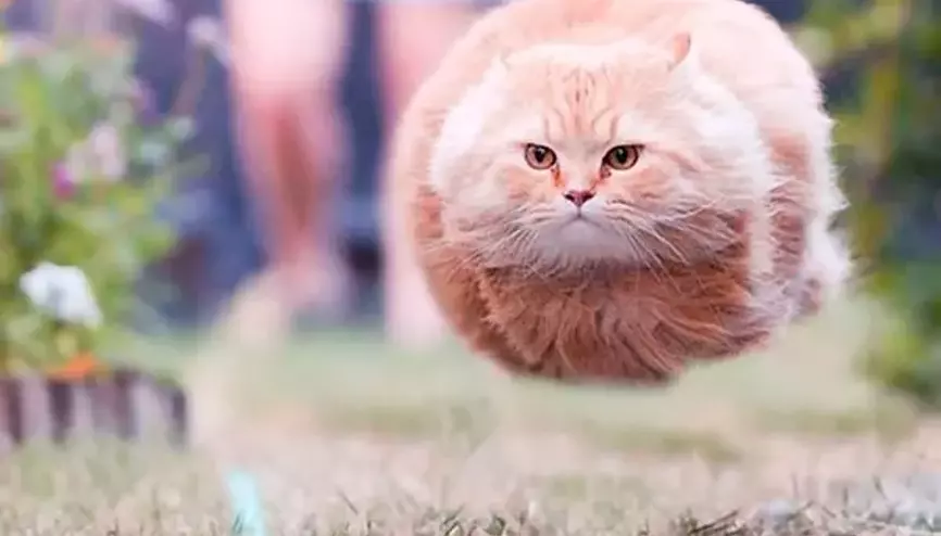 Что такое CDN и как она работает: объяснение на примере доставки котиков - 6