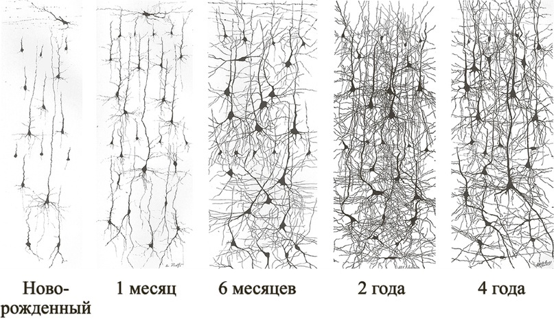 Энергосберегающие технологии человеческого мозга, изображение №3