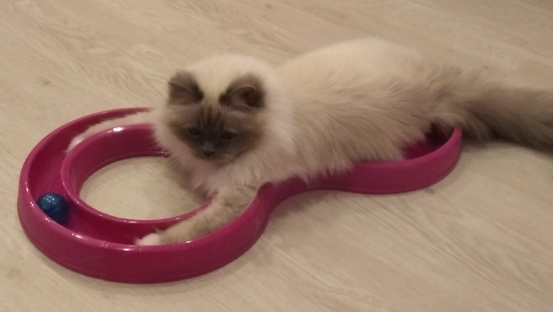 Игрок + геймплей