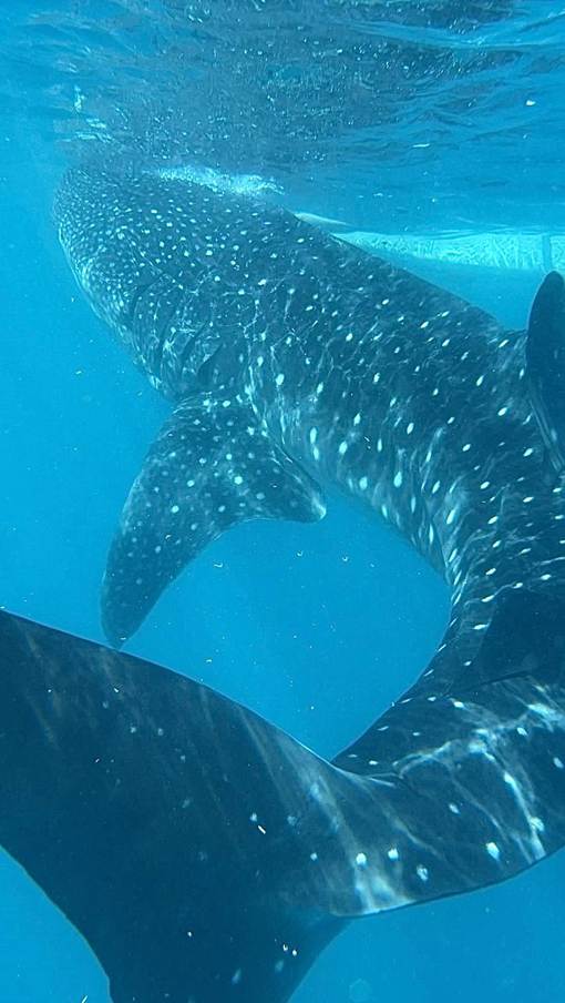 Пять островов, три недели и дюжина пересадок: как я открыл для себя Филиппины и что из этого получилось - 9 Пять островов, три недели и дюжина пересадок: как я открыл для себя Филиппины и что из этого получилось - 9