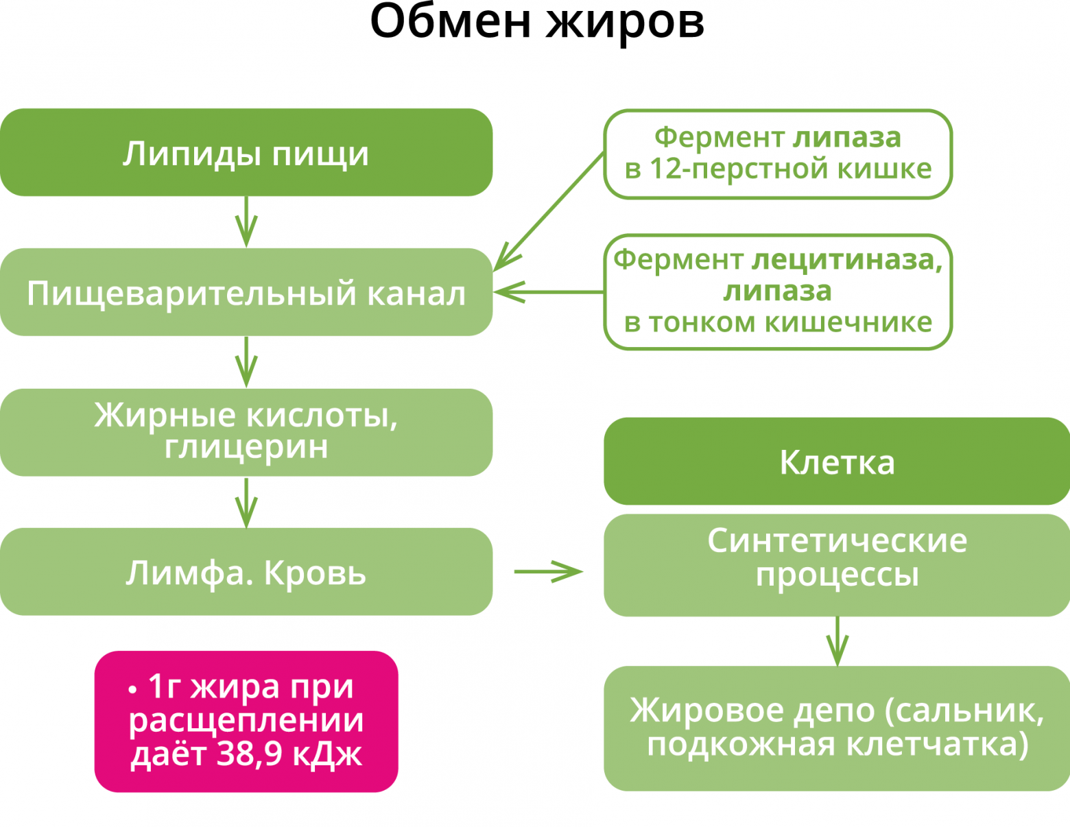 Что на сегодня ясно про распад жира ( внутри человека ) - 2