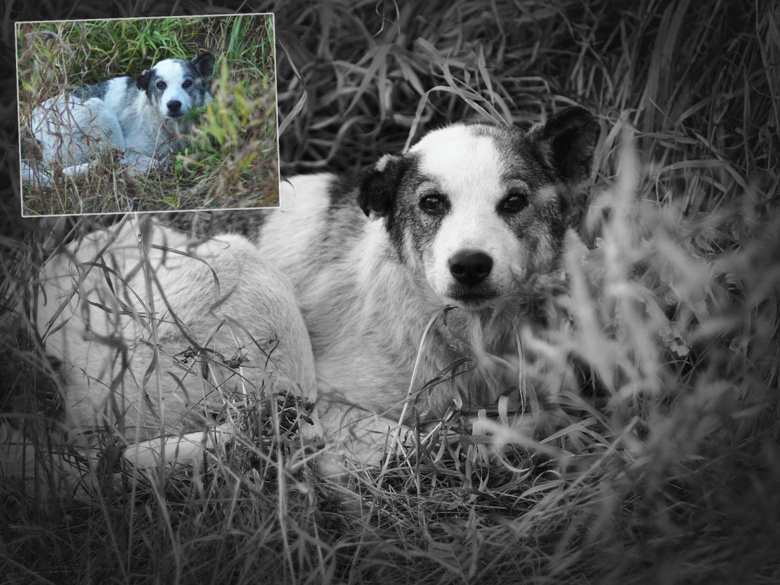 Цифровая чёрно-белая фотография - 11