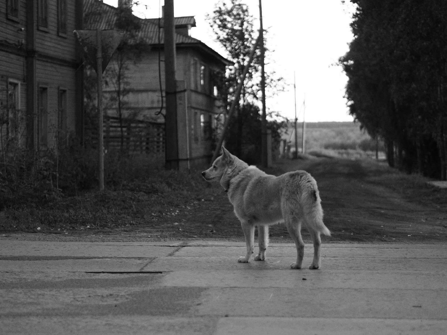 Цифровая чёрно-белая фотография - 12