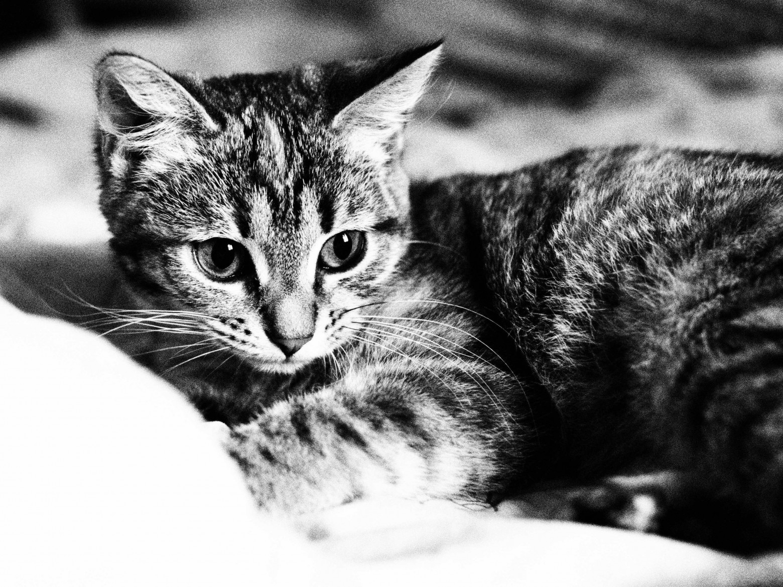 Цифровая чёрно-белая фотография - 14