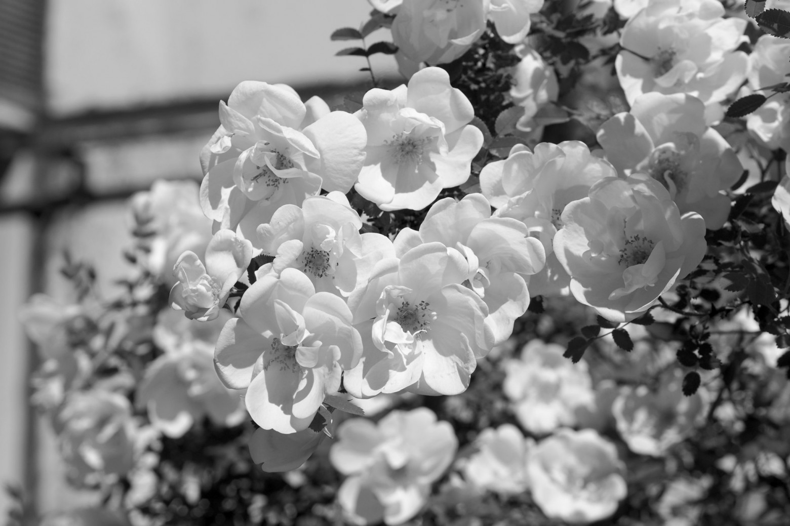 Цифровая чёрно-белая фотография - 34