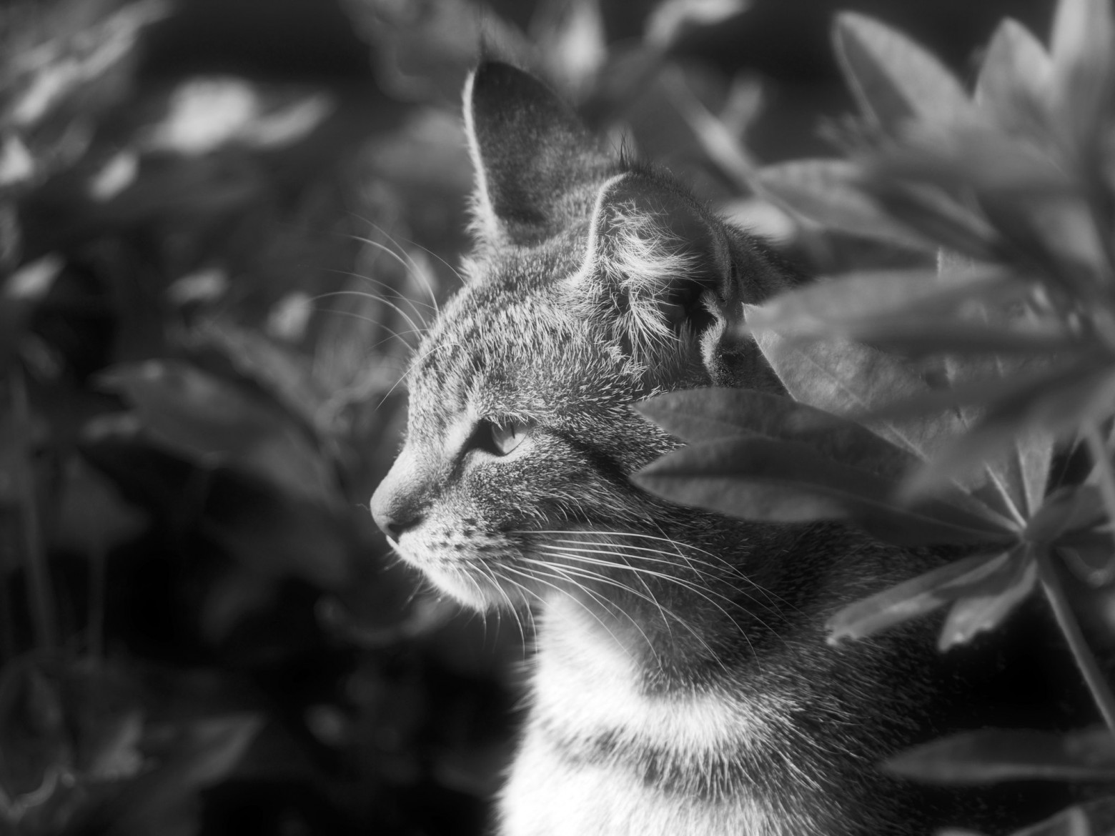 Цифровая чёрно-белая фотография - 40