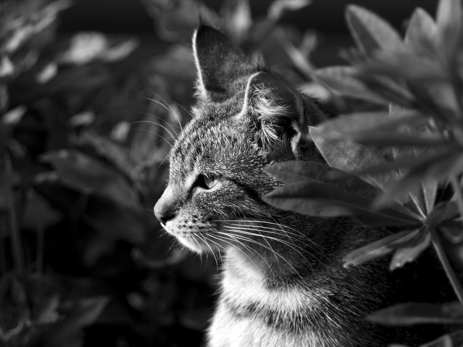 Цифровая чёрно-белая фотография - 41