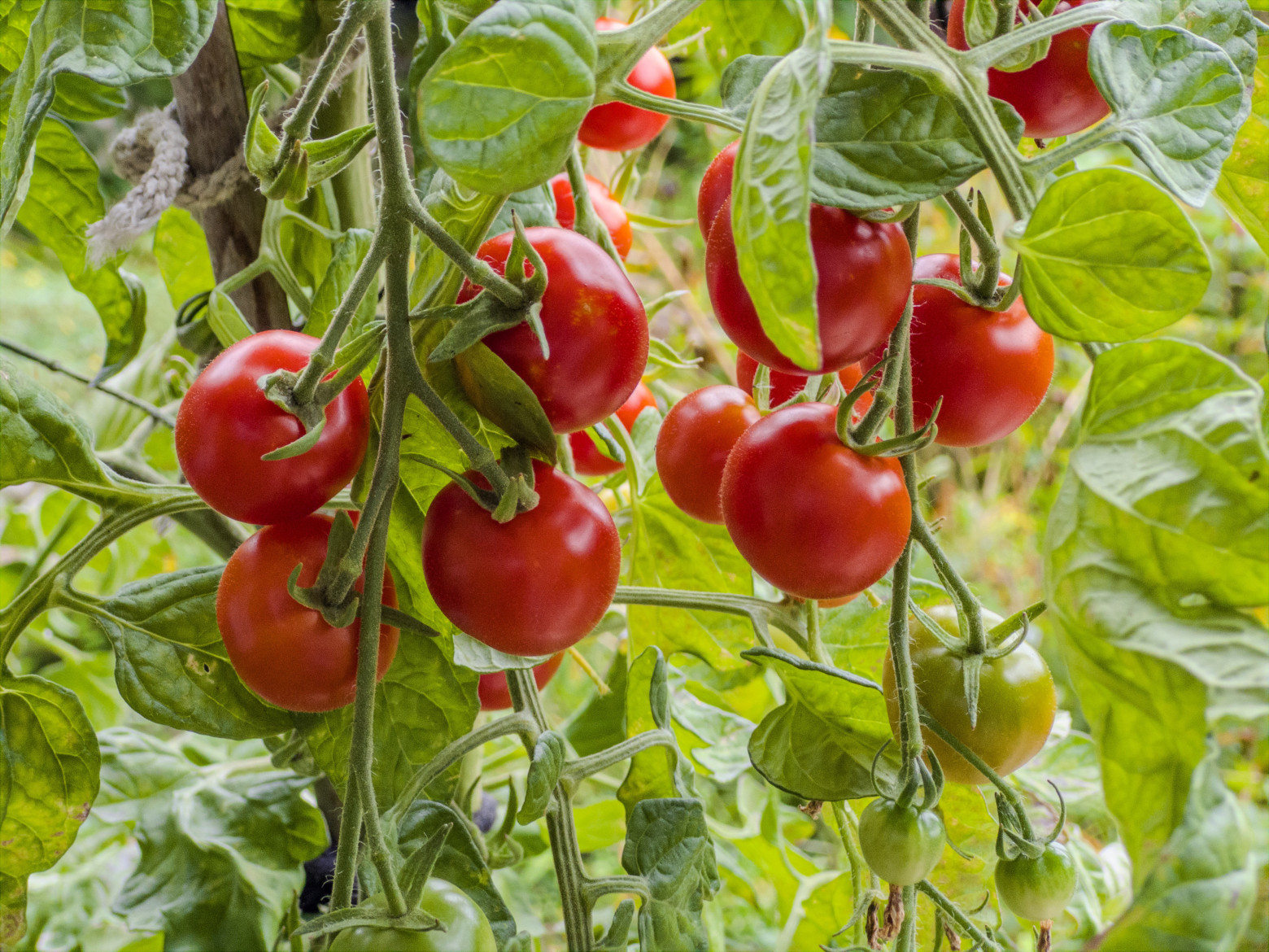 Фотоприложение Project Indigo от Adobe: HDR, ночь и DSLR-качество в одном флаконе - 6