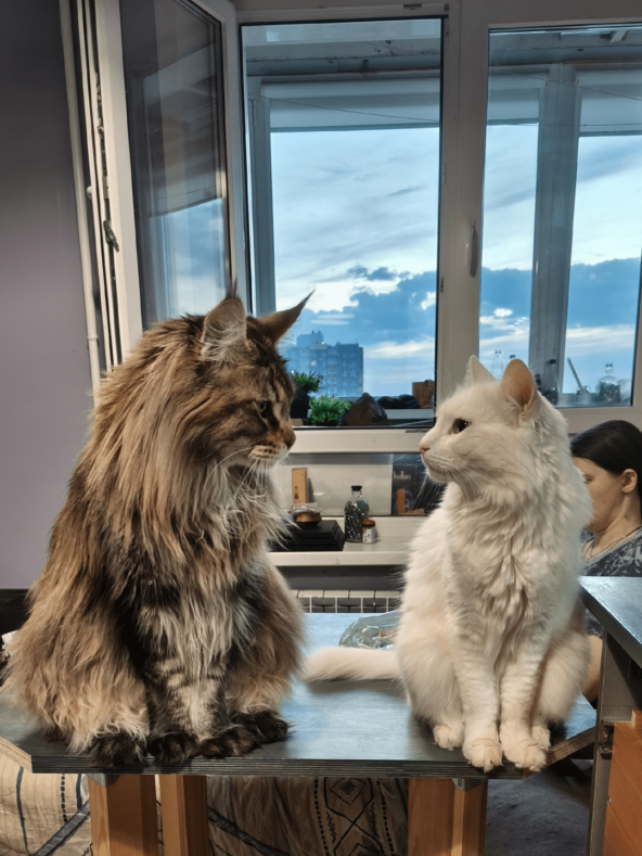 Они не продают — они хвастаются. Но люди всё равно покупают