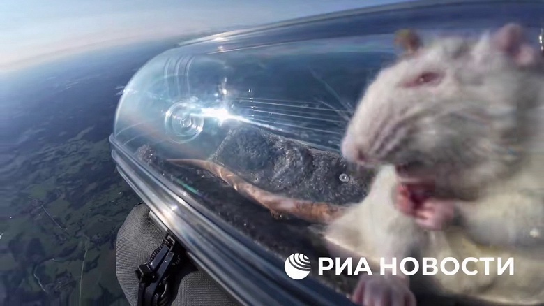 В России крысам с вживленными нейроимплантами устроили VIP-полет в стратосферу — в герметичных капсулах с системой жизнеобеспечения и контроля температуры - 2 В России крысам с вживленными нейроимплантами устроили VIP-полет в стратосферу — в герметичных капсулах с системой жизнеобеспечения и контроля температуры