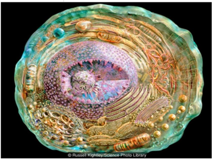 Клетка 22. Кровь — уникальная система организма - 1 Клетка 22. Кровь — уникальная система организма - 1