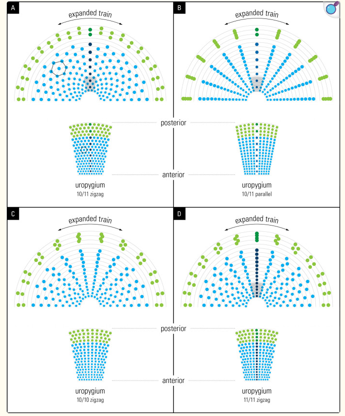 Павлиний хвост не мешает павлину - 12 Павлиний хвост не мешает павлину - 12