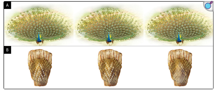 Павлиний хвост не мешает павлину - 13 Павлиний хвост не мешает павлину - 13