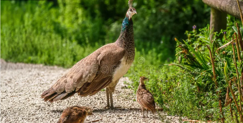 Павлиний хвост не мешает павлину - 4 Павлиний хвост не мешает павлину - 4