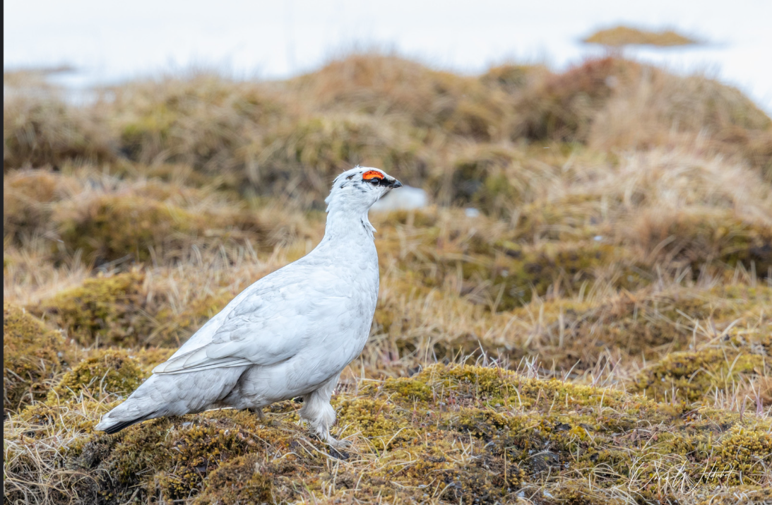 Павлиний хвост не мешает павлину - 7 Павлиний хвост не мешает павлину - 7