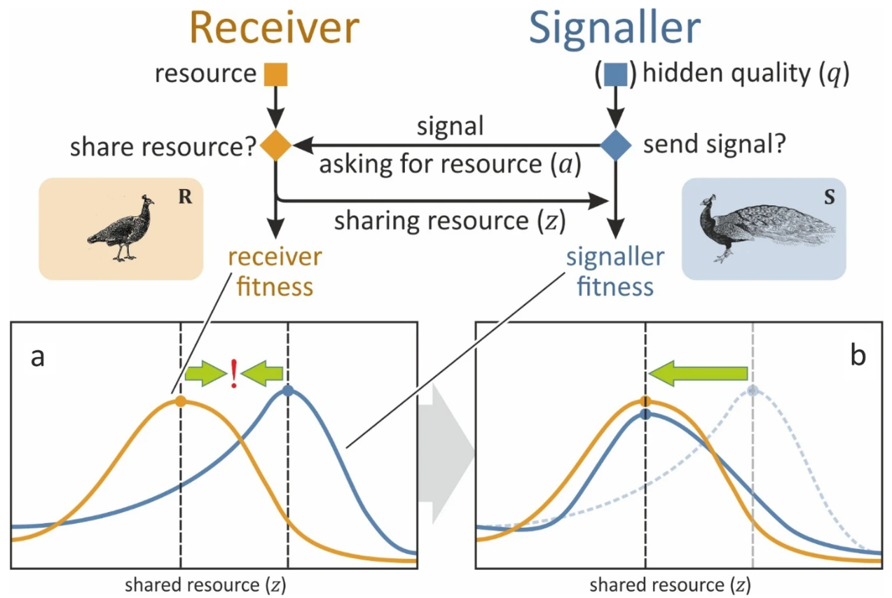 Прямой гугло перевод - Выбор самки партнера: асимметричная сигнальная игра. Ухаживание и брачное поведение — это сексуальное взаимодействие, в котором самец-сигнализатор (S) выражает сигнал, вторичный половой признак, который функционирует, чтобы убедить разборчивых самок-получателей (R) спариваться и дать ему возможность оплодотворить ее яйца; дефицитный ресурс (например, [ 1 ]). Самцы различаются по своему качеству, и R будет спариваться с S в зависимости от его качества или состояния. S вкладывает средства в создание сигнала в соответствии со своим качеством (ему не нужно сознательно «знать» свое собственное качество; такой механизм требует только зависимости от условий), тогда как R не может оценить его качество напрямую; она должна принять решение, основываясь исключительно на атрибутах сигнала S (т. е. между S и R существует информационная асимметрия). Оси x и y на вставленных изображениях представляют количество общего ресурса z и результаты приспособленности w соответственно. Вставка a : При заданном качестве сигнализатора и отсутствии компромисса в сигнализации кривые приспособленности S (синяя) и R (желтая) имеют свои оптимумы (синяя и желтая точки) при разных объемах общего ресурса (пунктирные линии), что приводит к конфликту интересов. Вставка b : Компромиссы сигналов изменяют кривую приспособленности сигнализатора (синяя) таким образом, что ее оптимум находится при том же объеме ресурса, которым готов поделиться получатель, уменьшая или устраняя конфликт во взаимодействии. Теория дорогостоящей сигнализации предсказывает, что эта функция компромисса должна быть положительной в равновесии, чтобы сигнализация была честной [ 1 , 2 ]  