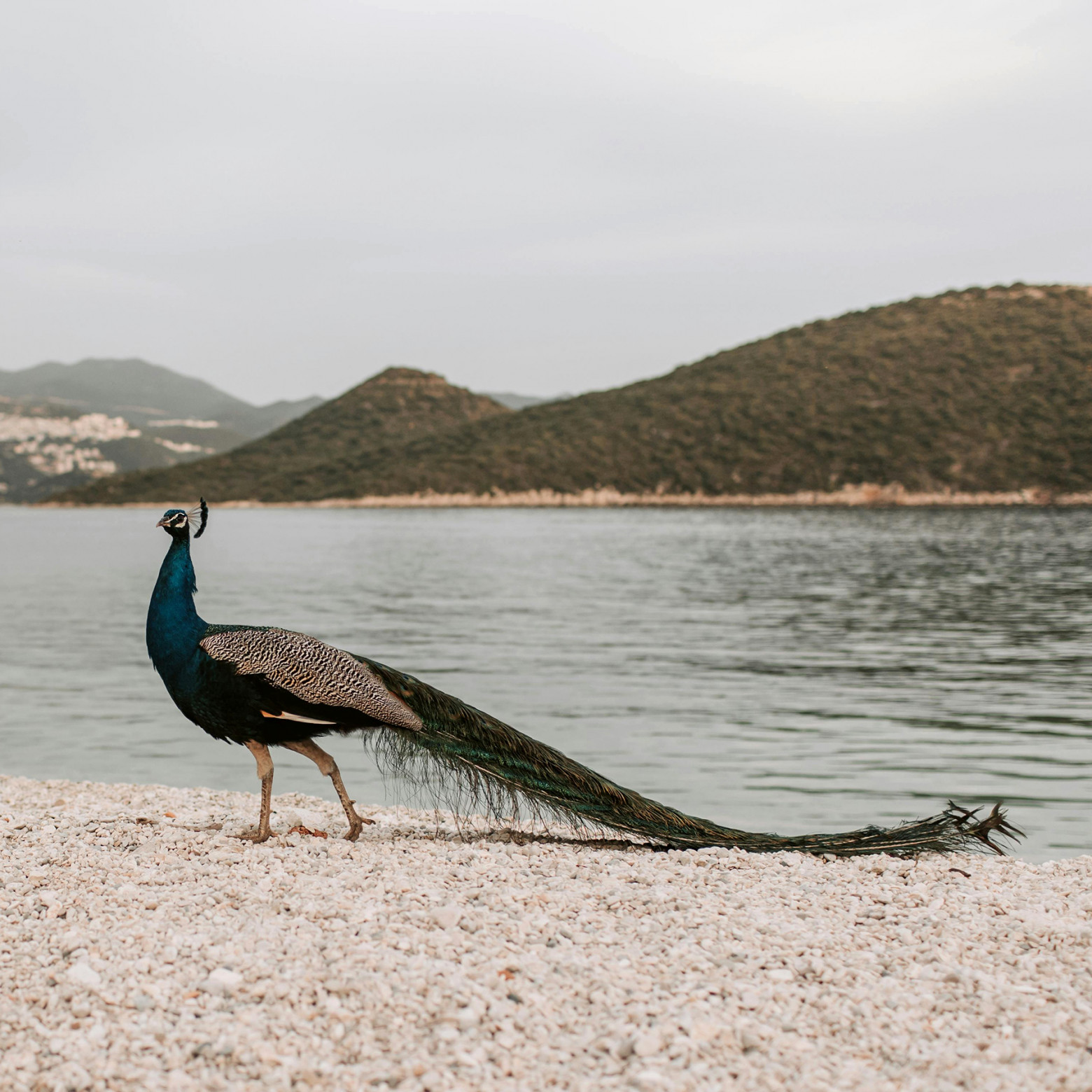 Павлиний хвост не мешает павлину - 1 Павлиний хвост не мешает павлину - 1