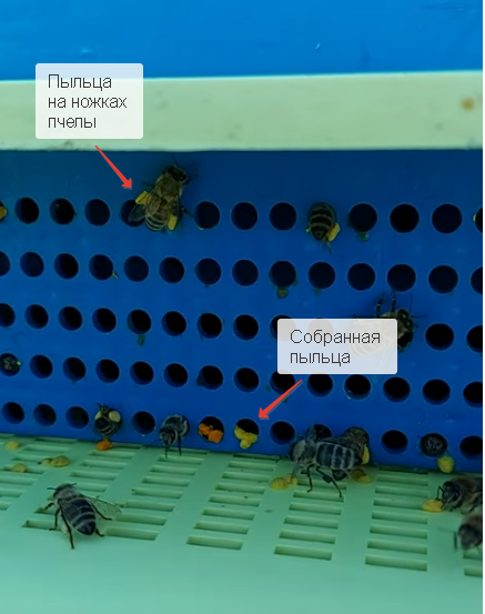 Как я сдал в аренду чужих пчел и заработал 3,6 млн за сезон - 12 Как я сдал в аренду чужих пчел и заработал 3,6 млн за сезон - 12